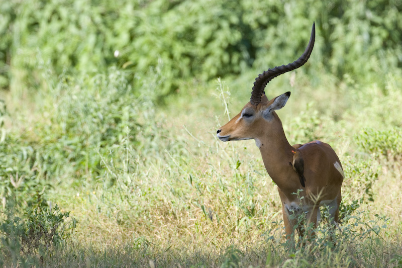 Impala And Red-Billed Oxpecker